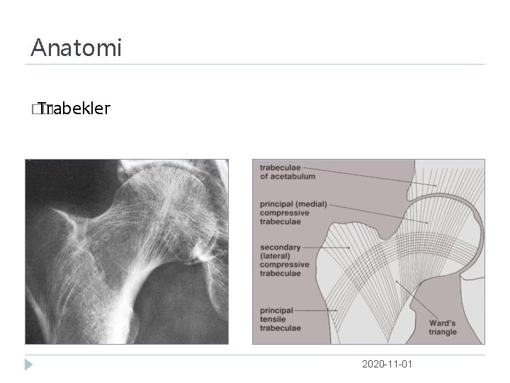 Anatomi � Trabekler � 2020 -11 -01 