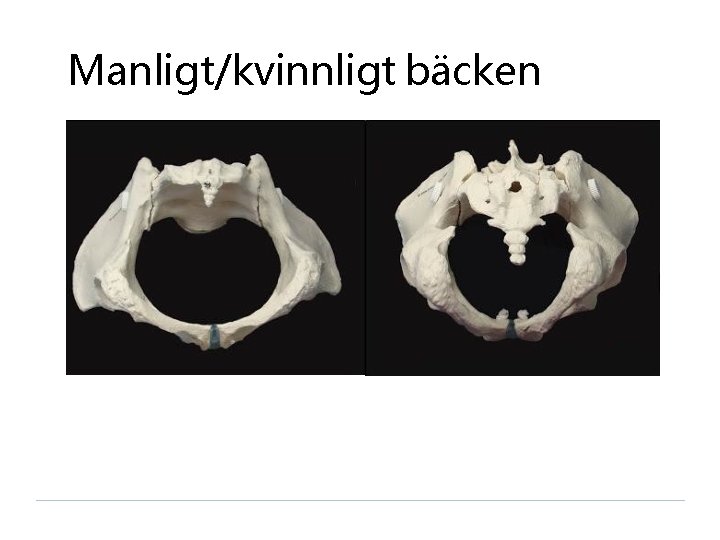 Manligt/kvinnligt bäcken 