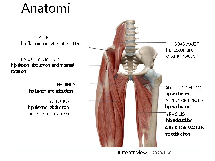 Anatomi ILIACUS hip flexion andexternal rotation SOAS MAJOR hip flexion and external rotation TENSOR