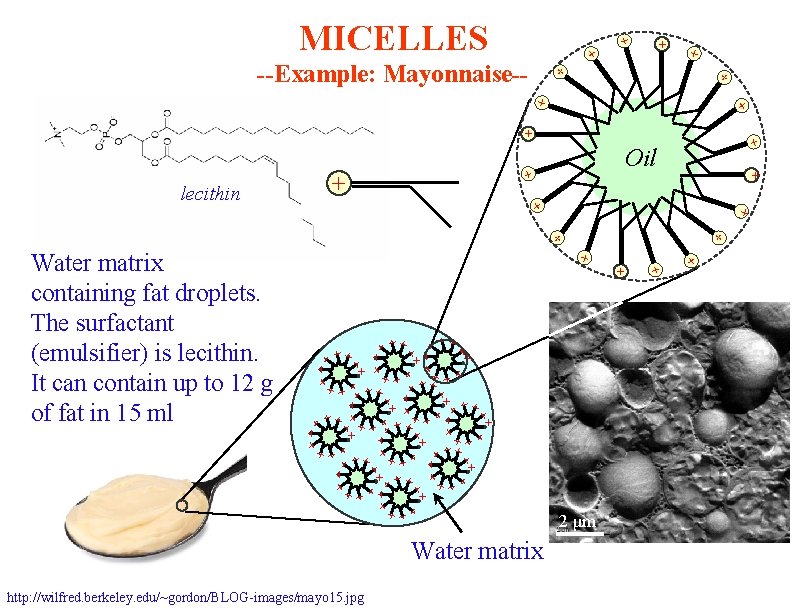 + + MICELLES + + --Example: Mayonnaise-- + + + + lecithin Oil +