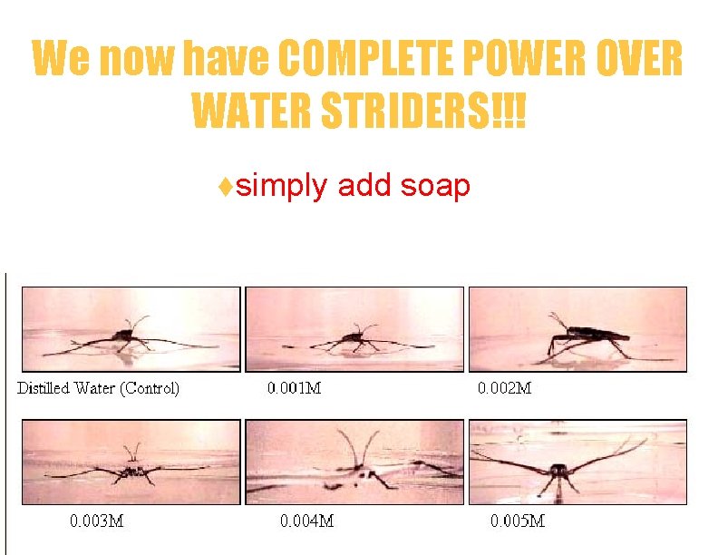 We now have COMPLETE POWER OVER WATER STRIDERS!!! tsimply add soap 