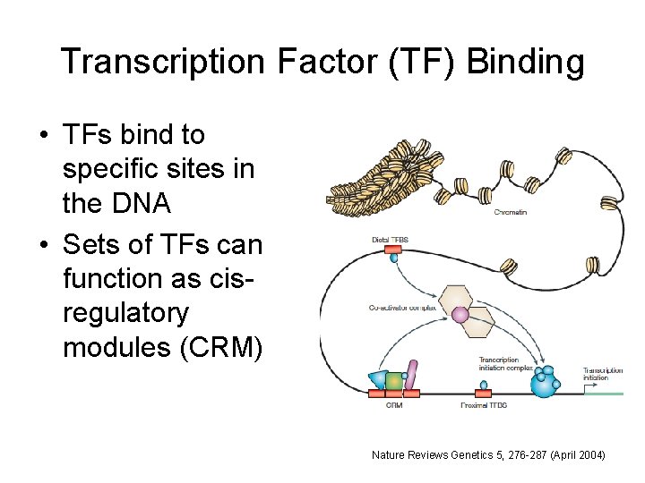 Transcription Factor (TF) Binding • TFs bind to specific sites in the DNA •