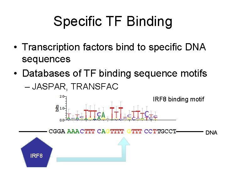 Specific TF Binding • Transcription factors bind to specific DNA sequences • Databases of