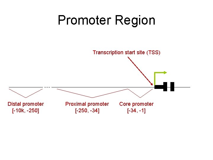 Promoter Region Transcription start site (TSS) Distal promoter [-10 k, -250] Proximal promoter [-250,