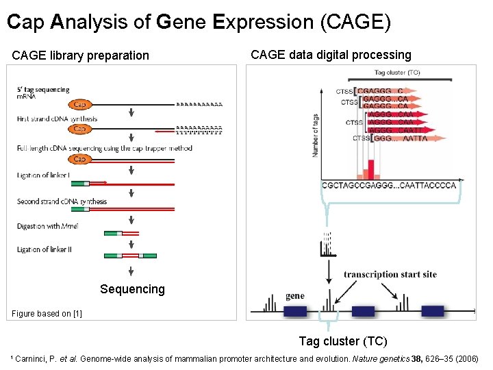 Cap Analysis of Gene Expression (CAGE) CAGE library preparation CAGE data digital processing Sequencing
