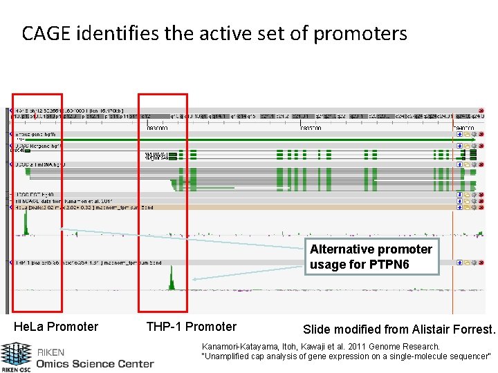 CAGE identifies the active set of promoters Alternative promoter usage for PTPN 6 He.