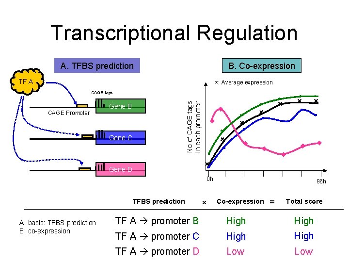 Transcriptional Regulation A. TFBS prediction B. Co-expression TF A ×: Average expression CAGE tags