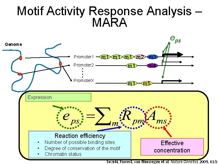Motif Activity Response Analysis – MARA eps Genome Promoter 1 m 1 m 2