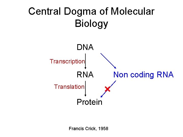 Central Dogma of Molecular Biology DNA Transcription RNA Translation Protein Francis Crick, 1958 Non