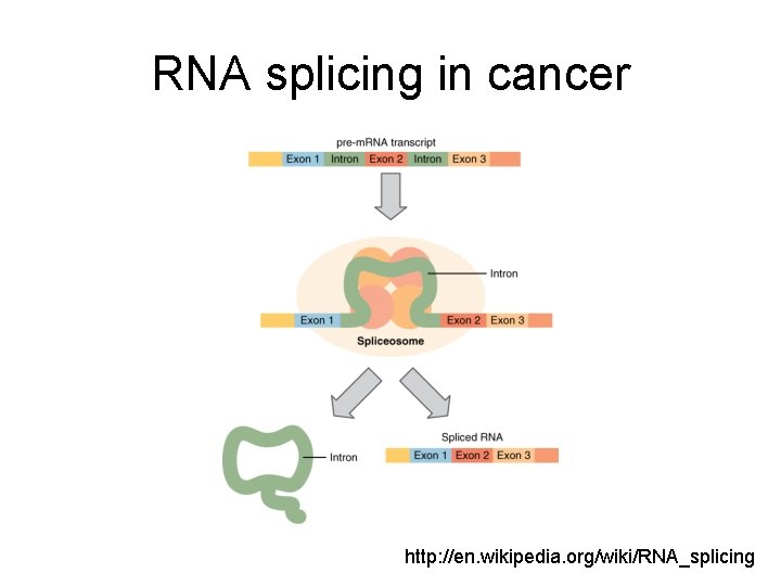 RNA splicing in cancer http: //en. wikipedia. org/wiki/RNA_splicing 