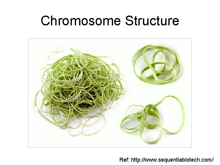 Chromosome Structure Ref: http: //www. sequentiabiotech. com/ 