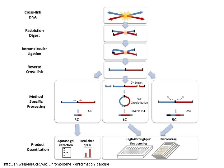 http: //en. wikipedia. org/wiki/Chromosome_conformation_capture 