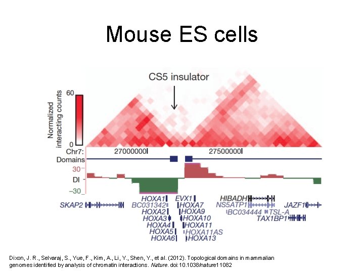 Mouse ES cells Dixon, J. R. , Selvaraj, S. , Yue, F. , Kim,
