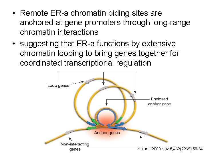  • Remote ER-a chromatin biding sites are anchored at gene promoters through long-range