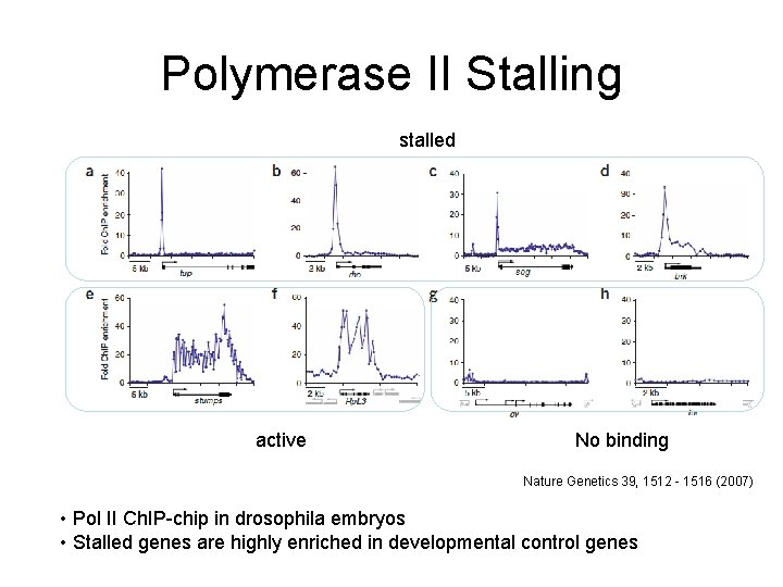 Polymerase II Stalling stalled active No binding Nature Genetics 39, 1512 - 1516 (2007)