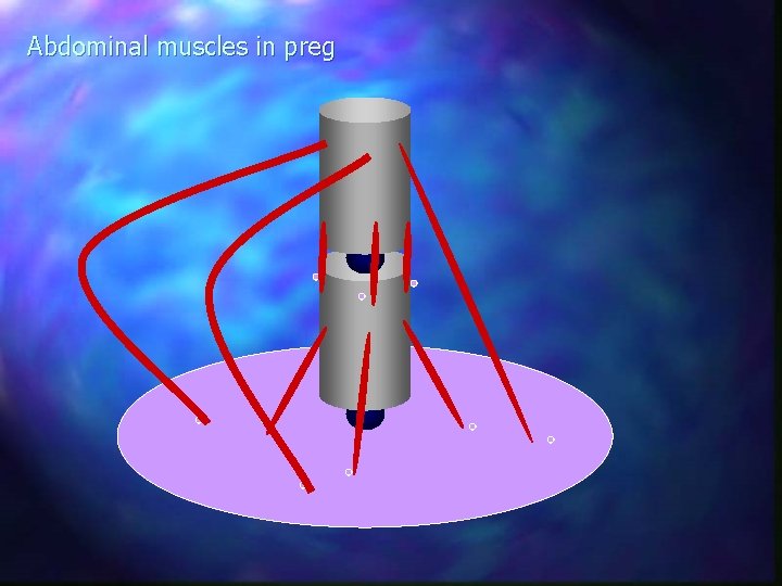 Abdominal muscles in preg 
