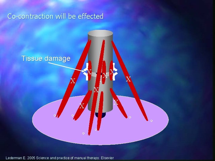 Co-contraction will be effected Tissue damage X XX X X Lederman E. 2005 Science