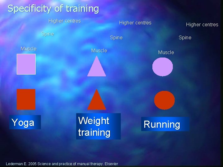 Specificity of training Higher centres Spine Muscle Yoga Higher centres Spine Muscle Weight training