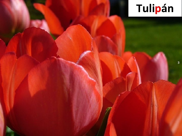 Tulipán 3 