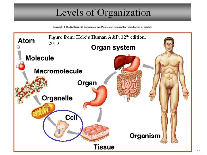 Levels of Organization Figure from: Hole’s Human A&P, 12 th edition, 2010 11 