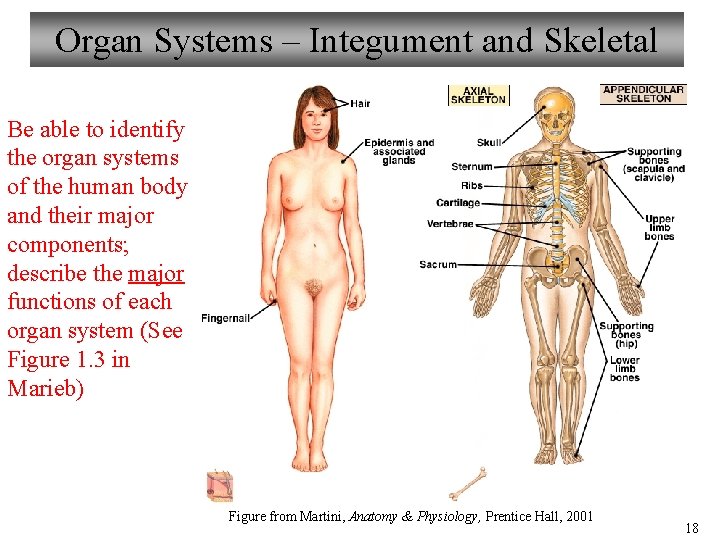 Organ Systems – Integument and Skeletal Be able to identify the organ systems of