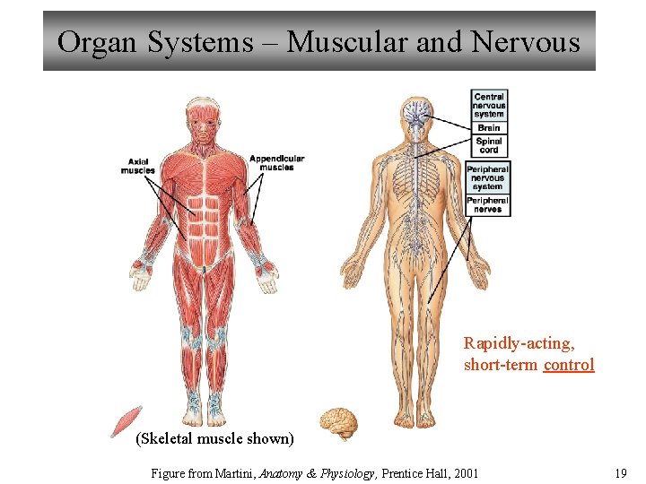 Organ Systems – Muscular and Nervous Rapidly-acting, short-term control (Skeletal muscle shown) Figure from