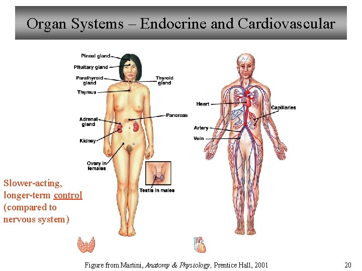 Organ Systems – Endocrine and Cardiovascular Slower-acting, longer-term control (compared to nervous system) Figure