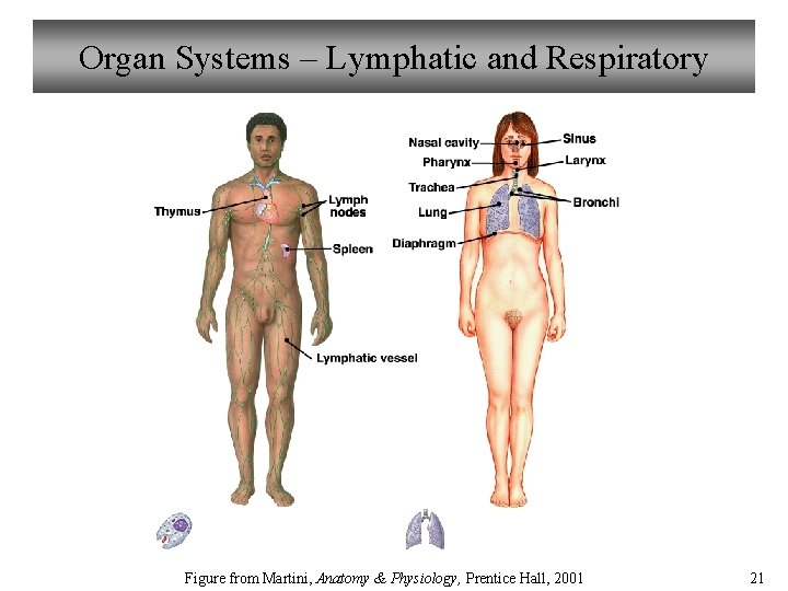 Organ Systems – Lymphatic and Respiratory Figure from Martini, Anatomy & Physiology, Prentice Hall,