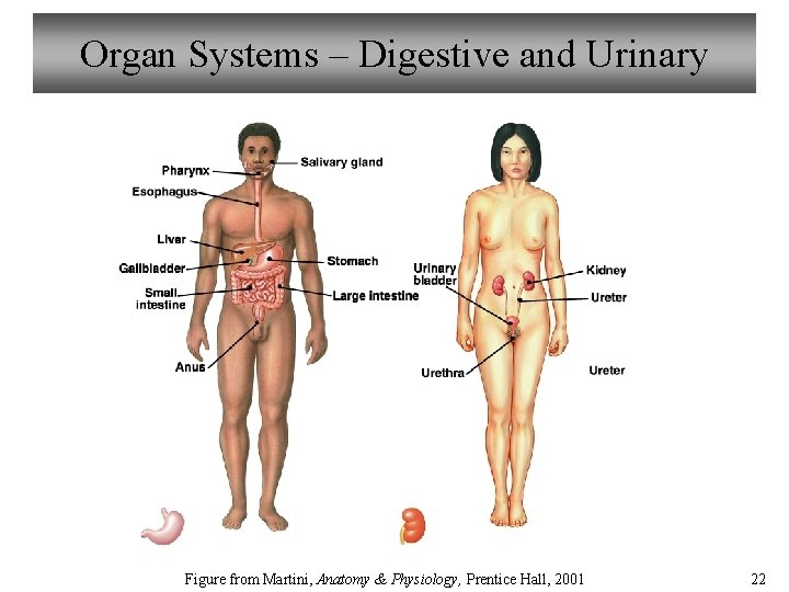 Organ Systems – Digestive and Urinary Figure from Martini, Anatomy & Physiology, Prentice Hall,