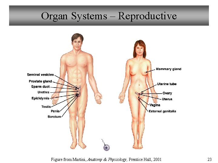 Organ Systems – Reproductive Figure from Martini, Anatomy & Physiology, Prentice Hall, 2001 23