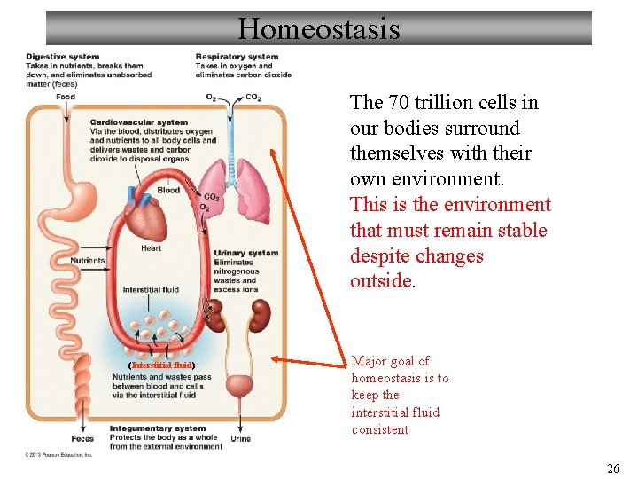 Homeostasis The 70 trillion cells in our bodies surround themselves with their own environment.