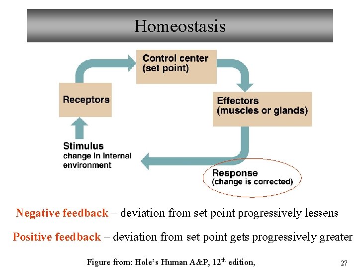 Homeostasis Negative feedback – deviation from set point progressively lessens Positive feedback – deviation