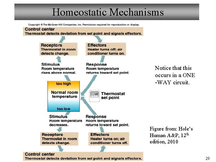 Homeostatic Mechanisms Notice that this occurs in a ONE -WAY circuit. Figure from: Hole’s