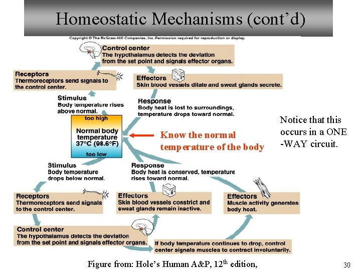 Homeostatic Mechanisms (cont’d) Know the normal temperature of the body Figure from: Hole’s Human
