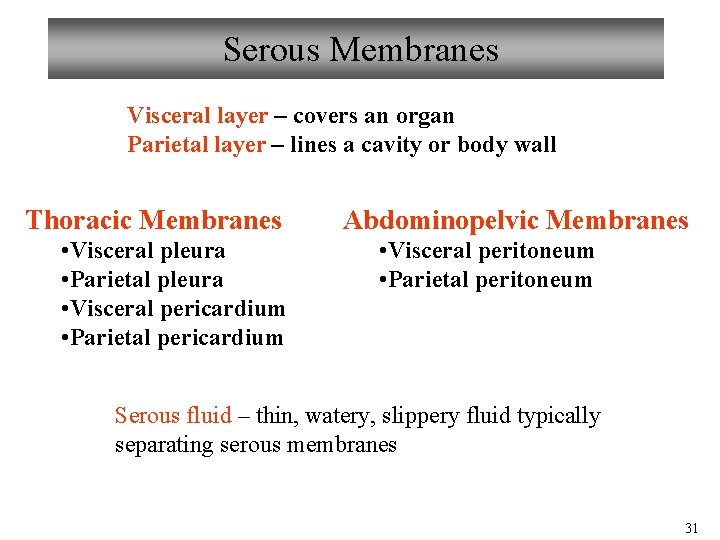 Serous Membranes Visceral layer – covers an organ Parietal layer – lines a cavity