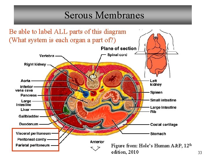 Serous Membranes Be able to label ALL parts of this diagram (What system is