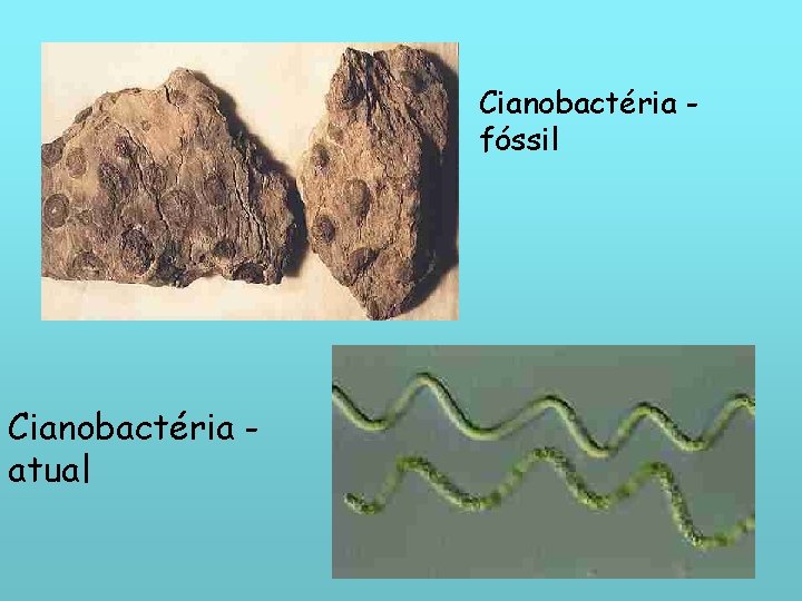 Cianobactéria fóssil Cianobactéria atual 