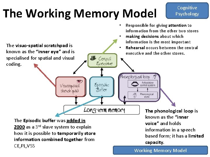 The Working Memory Model • • The visuo-spatial scratchpad is known as the “inner