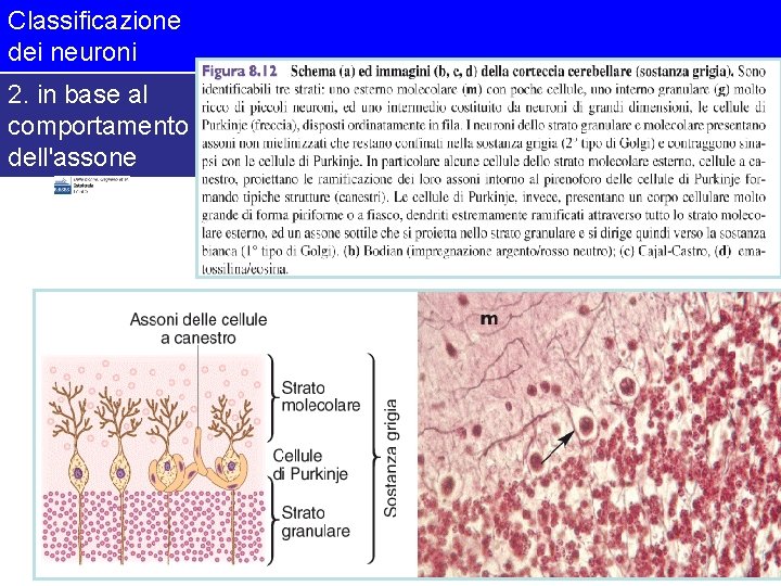 Classificazione dei neuroni 2. in base al comportamento dell'assone 