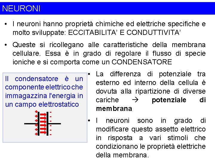 NEURONI • I neuroni hanno proprietà chimiche ed elettriche specifiche e molto sviluppate: ECCITABILITA’