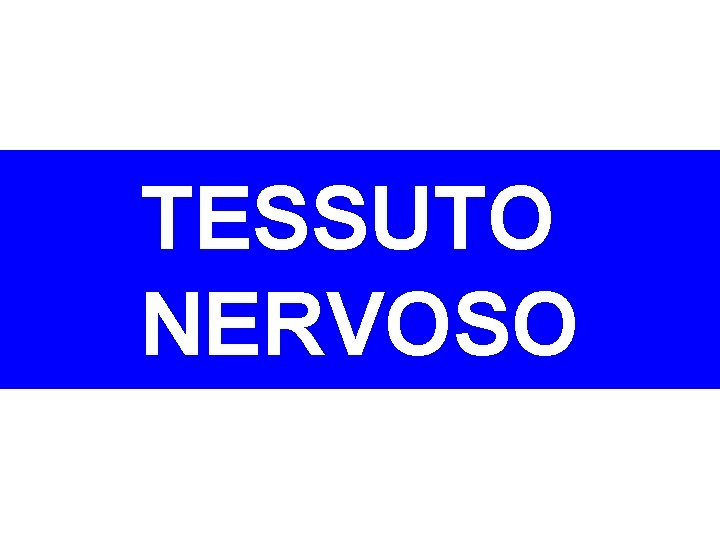 TESSUTO NERVOSO 