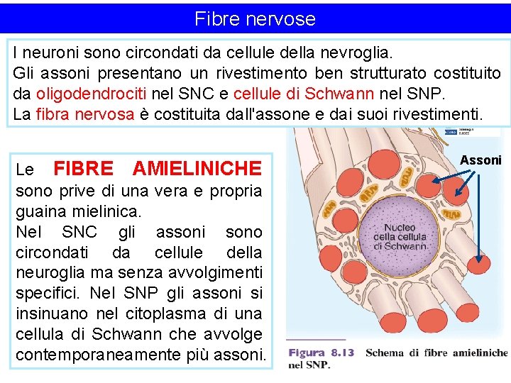 Fibre nervose I neuroni sono circondati da cellule della nevroglia. Gli assoni presentano un