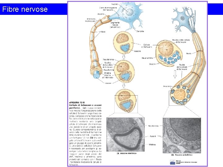 Fibre nervose 