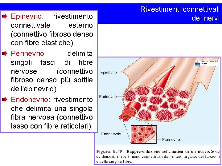 Epinevrio: rivestimento connettivale esterno (connettivo fibroso denso con fibre elastiche). Perinevrio: delimita singoli fasci