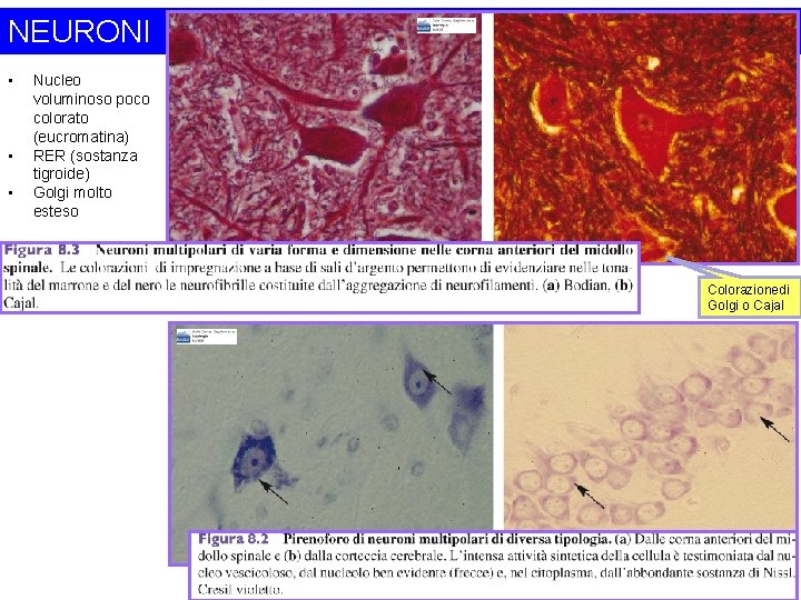 NEURONI • • • Nucleo voluminoso poco colorato (eucromatina) RER (sostanza tigroide) Golgi molto