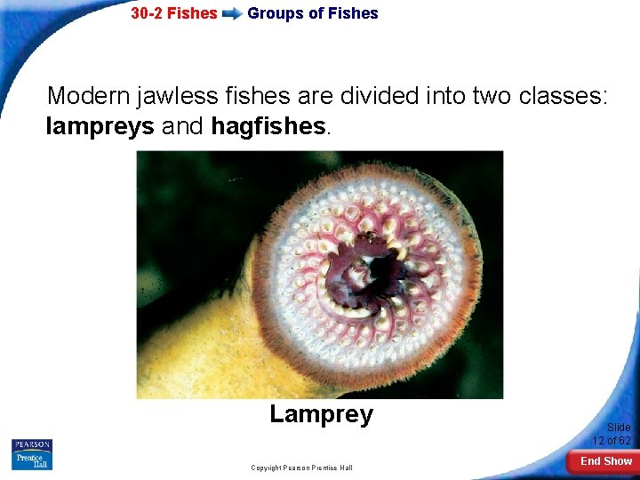 30 -2 Fishes Groups of Fishes Modern jawless fishes are divided into two classes: