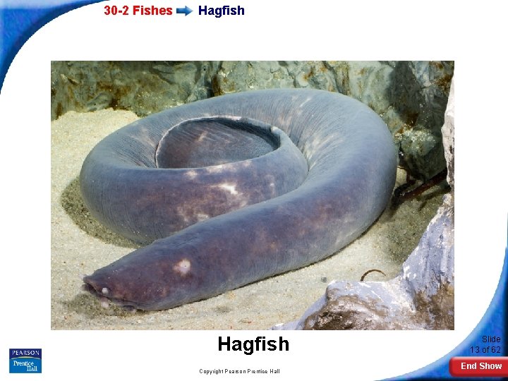 30 -2 Fishes Hagfish Copyright Pearson Prentice Hall Slide 13 of 62 End Show