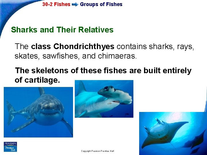 30 -2 Fishes Groups of Fishes Sharks and Their Relatives The class Chondrichthyes contains