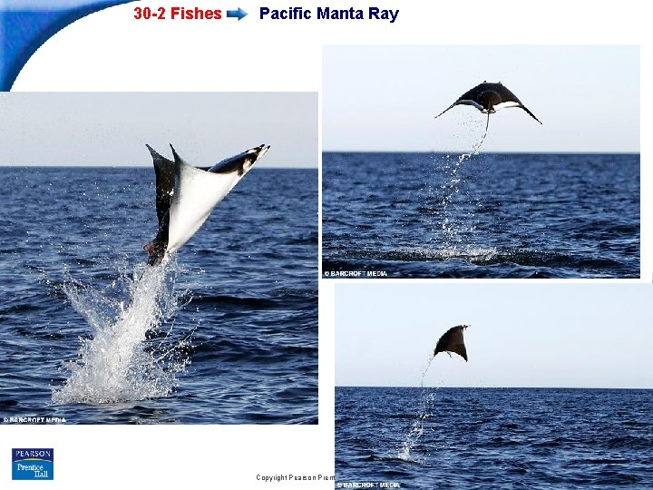 30 -2 Fishes Pacific Manta Ray Slide 15 of 62 Copyright Pearson Prentice Hall