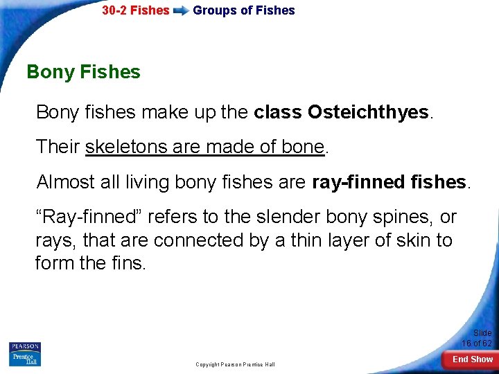 30 -2 Fishes Groups of Fishes Bony Fishes Bony fishes make up the class